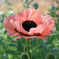 Rosa Farbe Mohnblumenkerne Flower Seeds for Planting in Flower Bed