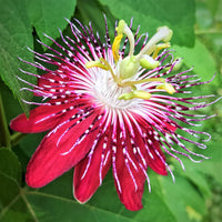 Passion Flower seeds for Planting Hardy Variety Heirloom & GMO Free Seeds for Home Garden