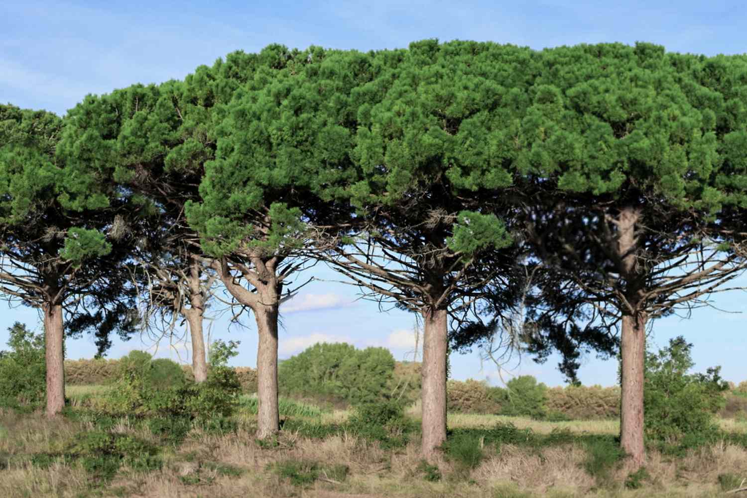 Pinus pinea seedlings growing in pots