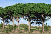 Pinus pinea seedlings growing in pots