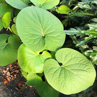 Piper Auritum Mexican Pepperleaf seeds for planting in home gardens and containers.