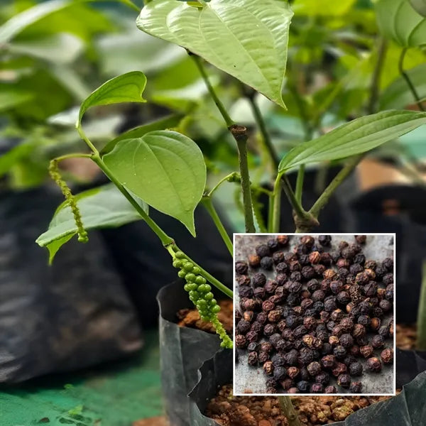 Piper nigrum climbing spice plant suitable for tropical gardens and patios