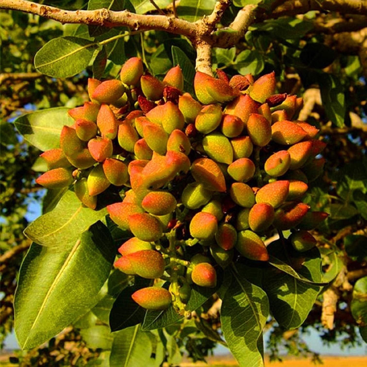Pistachio Nut Tree seeds for planting in home gardens and orchards.