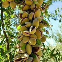 Pistacia vera tree seeds suitable for raised beds and large containers.