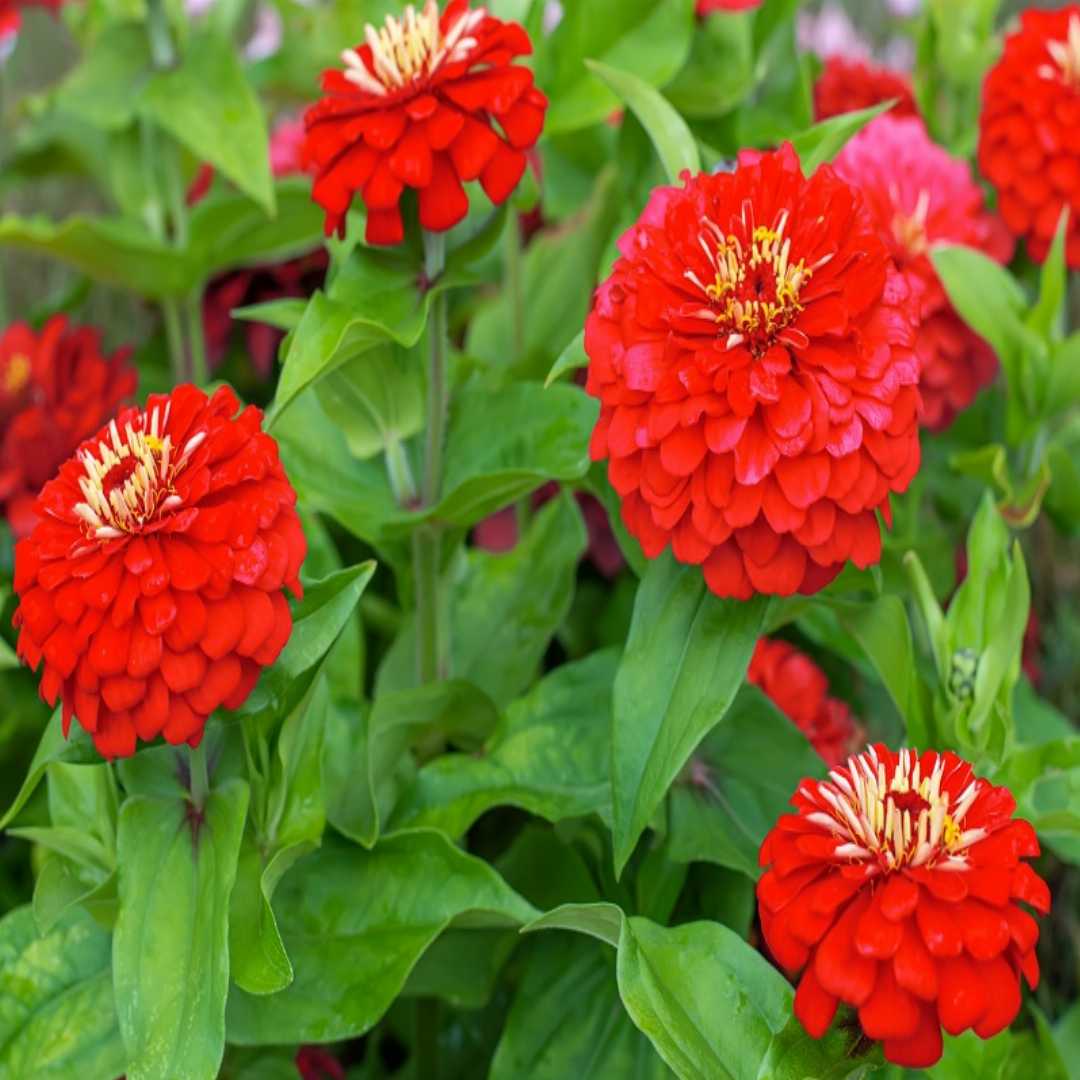 Light (Light Red) seeds for planting in home garden