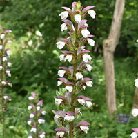 Breeches Flower seeds for Planting - Perfect for Borders, Heirloom & GMO Free Seeds for Home Garden