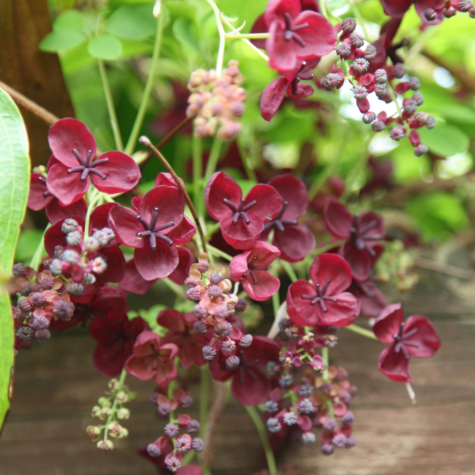 Akebia Flower seeds for Planting Easy to Grow Heirloom & GMO Free Seeds for Home Garden