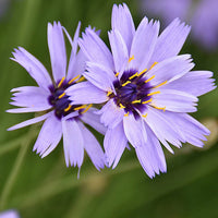 Blue Catananche Flower seeds for Planting - Garden Favorite, Heirloom & GMO Free Seeds for Home Garden