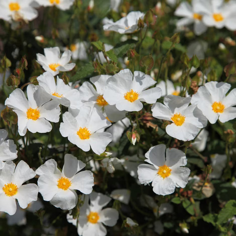Salviifolius Flower seeds for Planting - Sun Loving, Heirloom & GMO Free Seeds for Home Garden