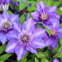 Clematis Purple Flower seeds for Planting - Wildflower Mix, Heirloom & GMO Free Seeds for Home Garden