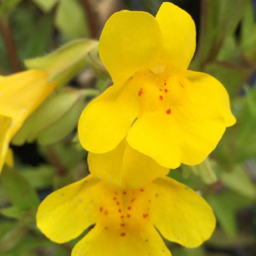 Yellow Mimulus Guttatus Flower Seeds for Planting