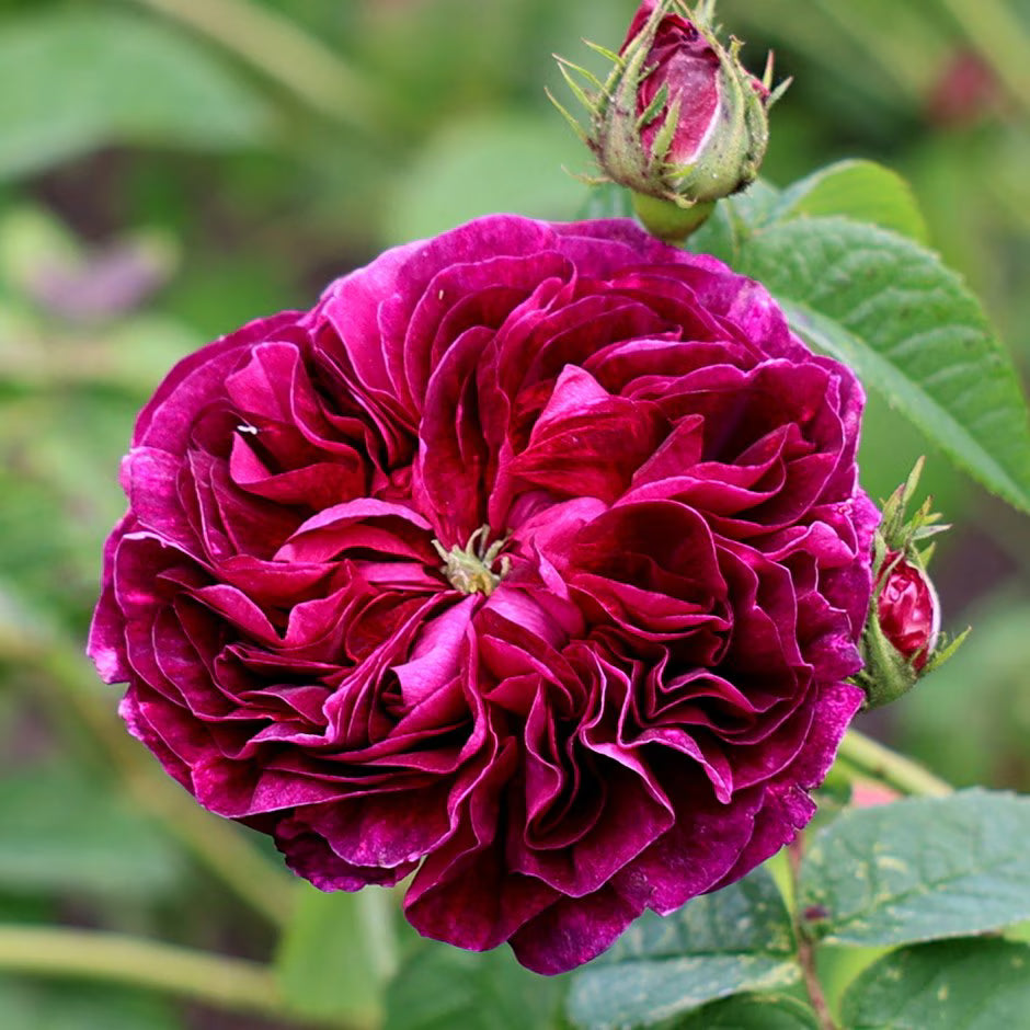 Charles de Mills Flower seeds for Planting - Wildflower Mix, Heirloom & GMO Free Seeds for Home Garden