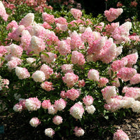 Pink Vanilla Fraise Flower seeds for Planting - Premium Quality, Heirloom & GMO Free Seeds for Home Garden
 
 Sale for planting in home garden
