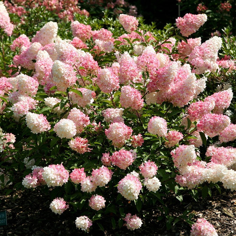 Pink Vanilla Fraise Flower seeds for Planting - Premium Quality, Heirloom & GMO Free Seeds for Home Garden
 
 Sale for planting in home garden