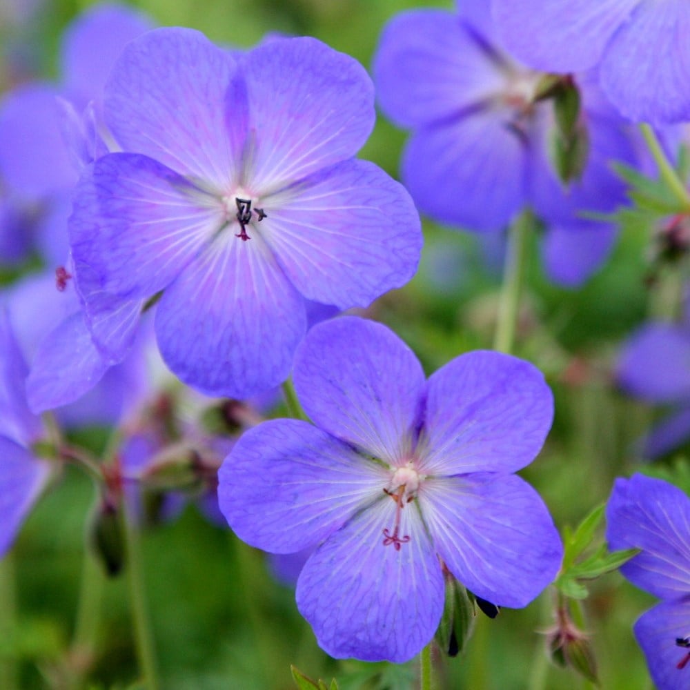 Blue Geraniums Flower seeds for Planting - Easy to Grow, Heirloom & GMO Free Seeds for Home Garden