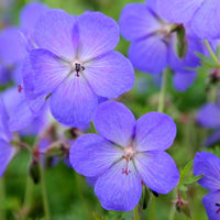 Blue Geraniums Flower seeds for Planting - Cottage Garden Essential, Heirloom & GMO Free Seeds for Home Garden