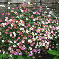 Mixed Erigeron Flower seeds for Planting - Drought Tolerant, Heirloom & GMO Free Seeds for Home Garden