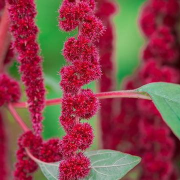 Love-Lies-Bleeding Red Amaranth flower seeds for planting in home gardens.