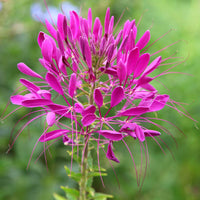 Purple Cleome Hasslerana Flower seeds for Planting - Compact Growth, Heirloom & GMO Free Seeds for Home Garden