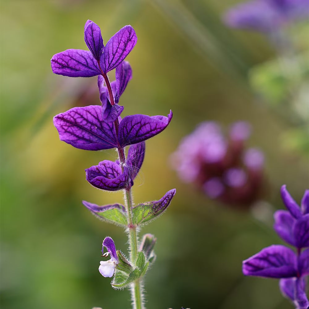 Oxford Blue Sage (Salvia viridis) Clary Painted Horminum Sage Herb Flower Seeds