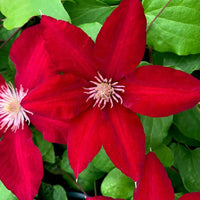 Red Clematis Flower Seeds for Garden Cottage Garden Essential Heirloom & GMO Free Seeds for Home Garden
 
 Sale