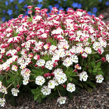 White Zaluzianskya Flower Planting - Seed for Beautiful Blossoms in Your Garden