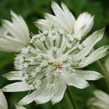 White Astrantia Flower seeds for Planting - Sun Loving, Heirloom & GMO Free Seeds for Home Garden