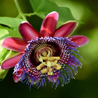 Red WingedStem Passion Flower seeds for Planting Easy to Grow Heirloom & GMO Free Seeds for Home Garden 
 
 Sale