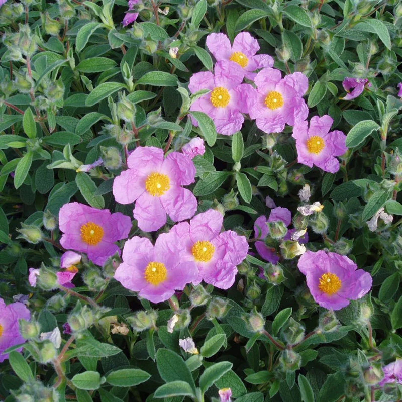 Lavender Creticus Flower Seeds for Planting - Aromatic Purple Blooms