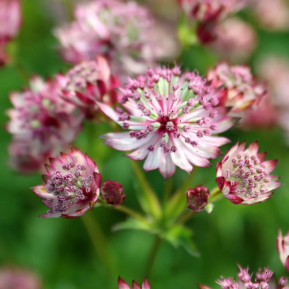 Pink Astrantia Flower seeds for Planting - Premium Quality, Heirloom & GMO Free Seeds for Home Garden