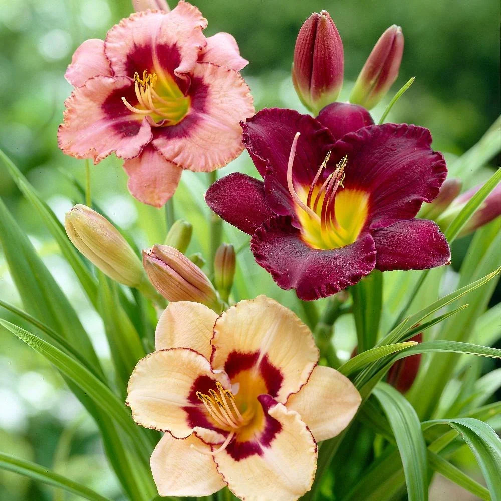 Daylily plants in bulk for outdoor garden planting