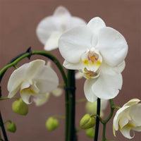 Gray Phalaenopsis Orchid Flower Seeds for Garden Seasonal Bloomer Heirloom & GMO Free Seeds for Home Garden
 
 Sale