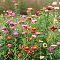 MultiColour Helichrysum Bracteatum Flower Seeds for Planting Cottage Garden Essential Heirloom & GMO Free Seeds for Home Garden
 
 Sale