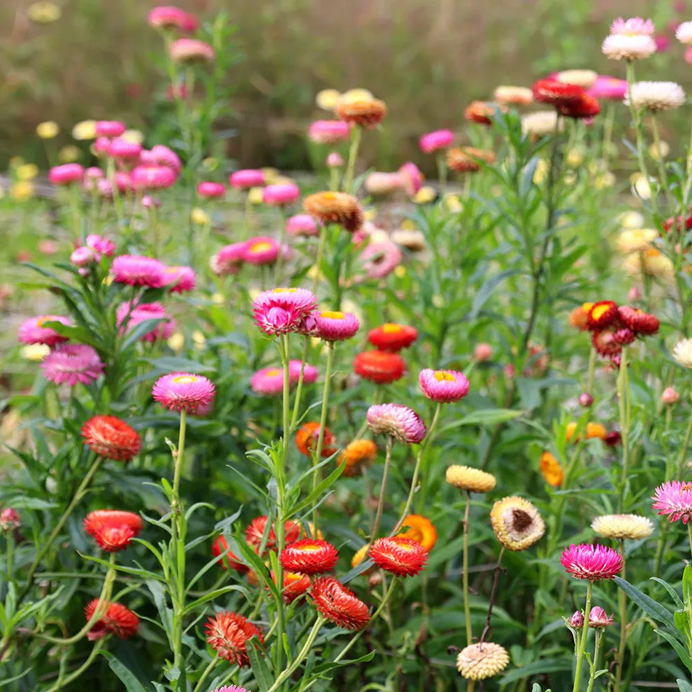 Mix Helianthemum Flower seeds for Planting - Cut Flower Favorite, Heirloom & GMO Free Seeds for Home Garden