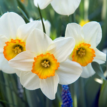 Daffodil Narcissus Flower seeds for Planting Wildflower Mix Heirloom & GMO Free Seeds for Home Garden