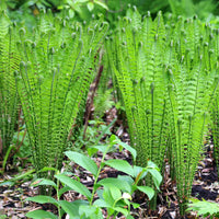 Ornamental Ostrich Fern plant for containers and landscape gardens