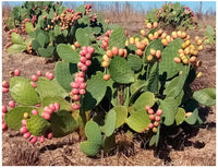 Opuntia Plant Seeds  Essential Guide for Planting