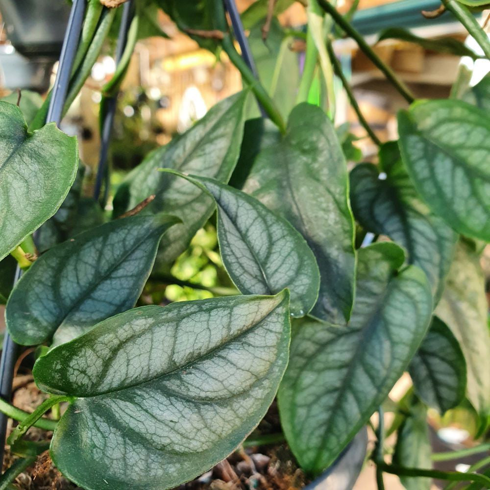 Monstera Siltepecana plant with silver and green climbing foliage.