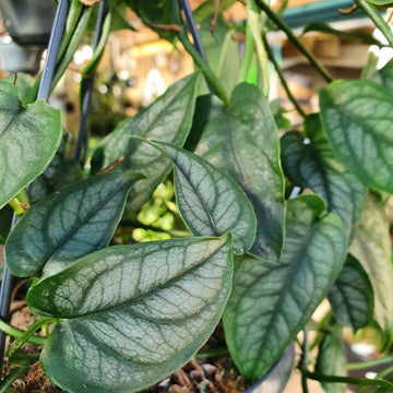 Monstera Siltepecana plant with silver and green climbing foliage.
