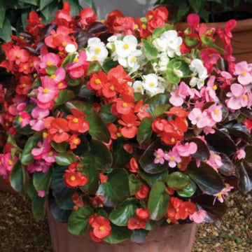 Begonia Semi di Fiore Misti Flower Seeds for Perennial Gardens