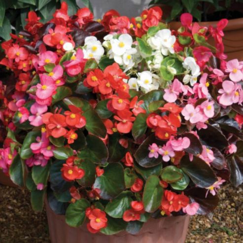 Begonia Semperflorens Flower seeds for Planting Garden Favorite Heirloom & GMO Free Seeds for Home Garden 
 
 Sale