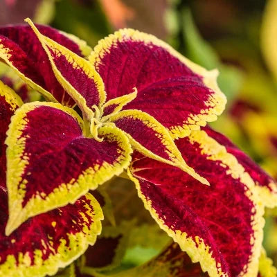 Red (Red Yellow) seeds for planting in home garden