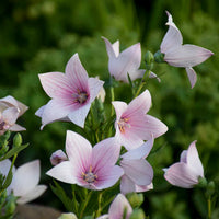 Platycodon Astra Seeds for Unique Balloon-Shaped Flowers