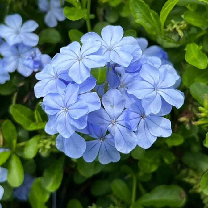 Plumbago auriculata flower seeds suitable for raised beds and containers.