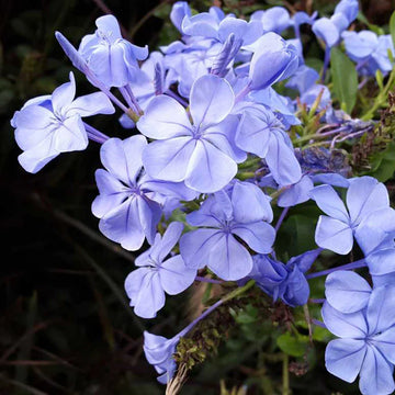 Plumbago flower seeds for planting in home gardens and flower beds.