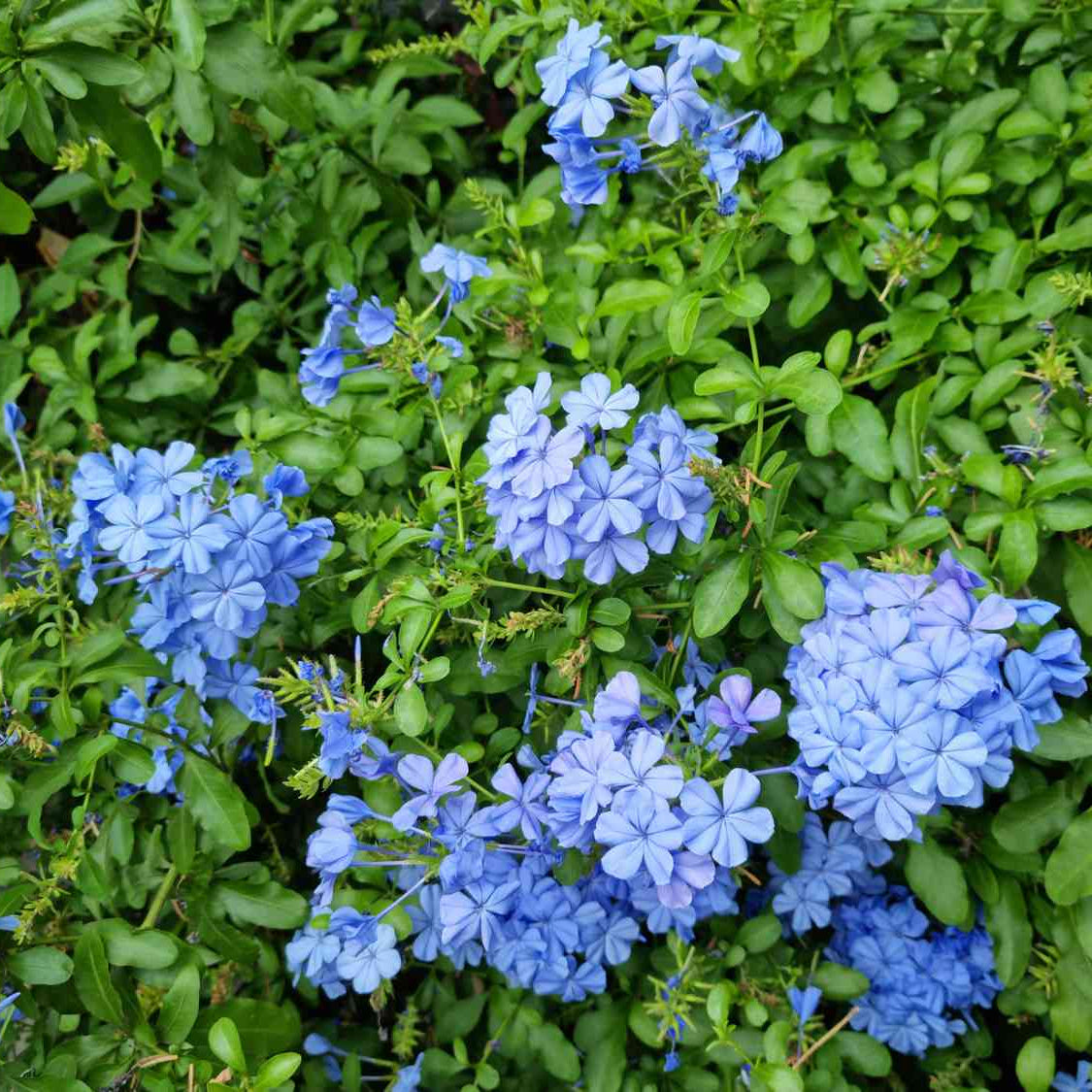 Plumbago ornamental flower seeds for decorative landscape planting and garden borders.