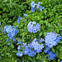 Plumbago ornamental flower seeds for decorative landscape planting and garden borders.