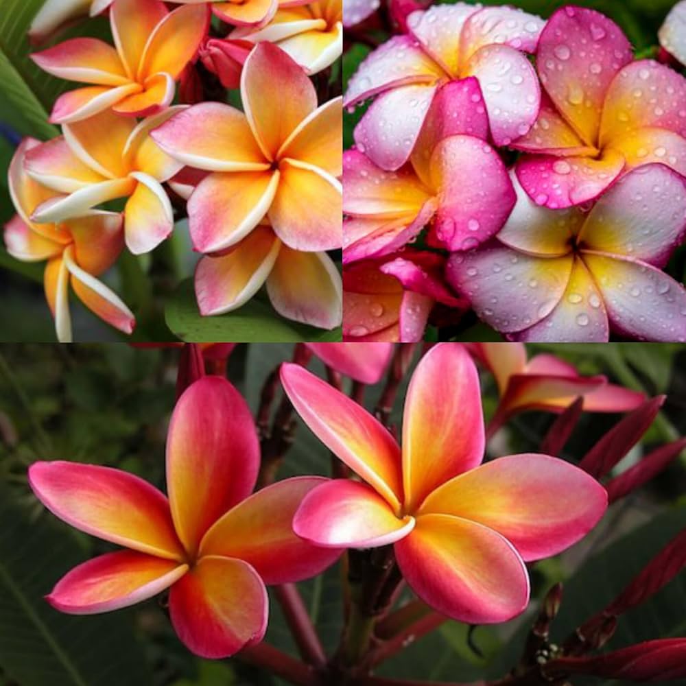 Plumeria rubra mixed flower seeds suitable for patios and large containers.