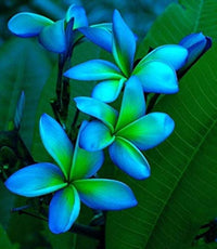Plumeria flower seeds suitable for containers, flower beds, and patios.