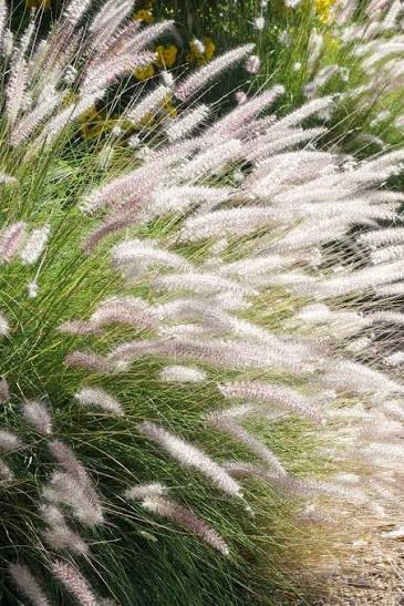 Poa pratensis lawn grass seeds suitable for cool season landscapes